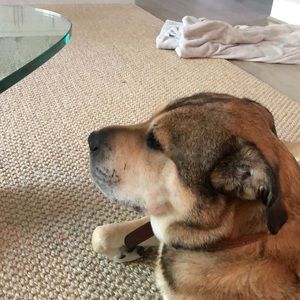 Meet your Posher, Joe